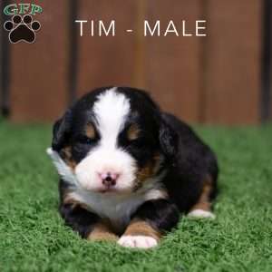 Tim, Bernese Mountain Dog Puppy